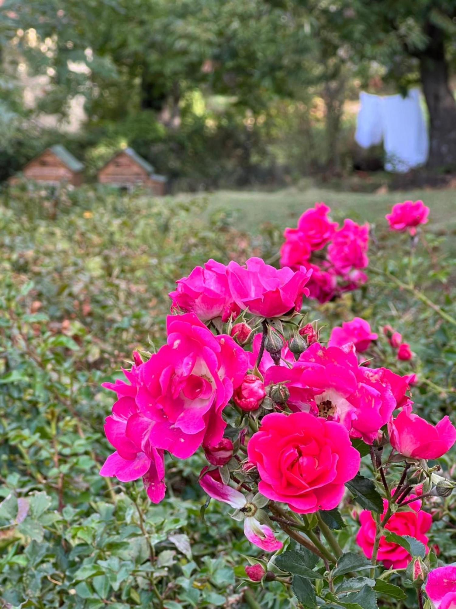 קסטל דל פיאנו B&B Podere Legnotorto מראה חיצוני תמונה